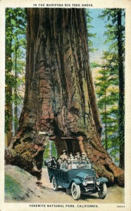 Wawona Tree, In the Mariposa Grove, Yosemite National Park, California                